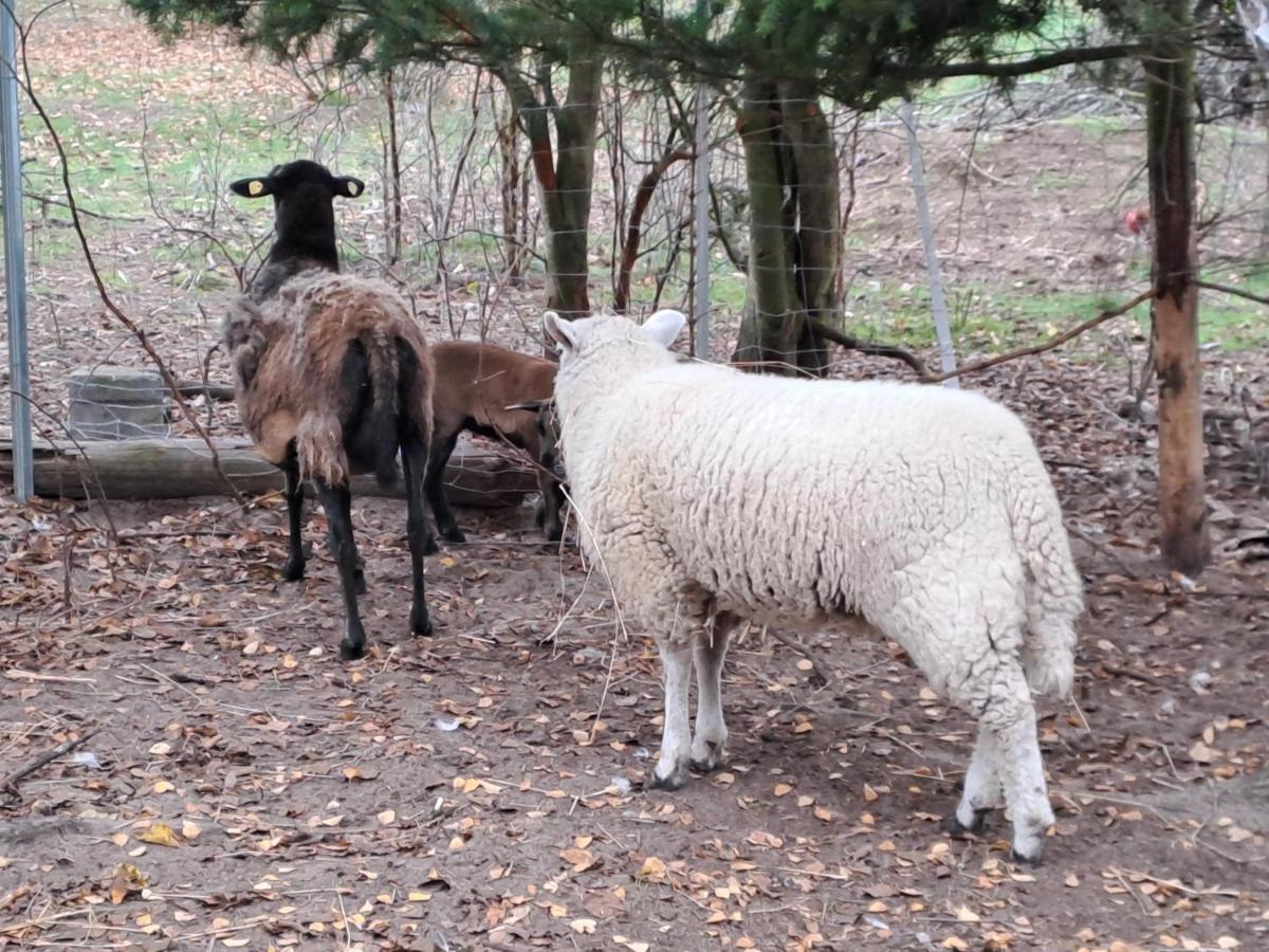 Gnaden- Und Ferienhof Saale Wittgenstein In The Middle Of Gar Nix Bismark 外观 照片